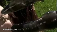 تشغيل 1-البدسم والترف جماليات الصنم غير الطبيعي يصور الكائن -2015-09-26-01-50-014